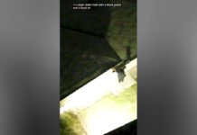 Brampton auto theft investigation leads to arrest, multiple charges Image of the supect trying to hide from police