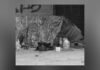 New report finds 85,000 Ontarians experienced homelessness last year Black-and-white image of a small homeless encampment set up against a wall. A blanket or tarp is draped over a makeshift shelter, with plastic bottles, cups, and containers placed on the ground in front. The scene suggests temporary living conditions in an urban setting.